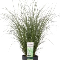 Prachtriet (Miscanthus Sinensis 'Gracillimus') D 23 H 100 Cm