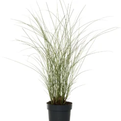 Chinees Riet (Miscanthus Sinensis 'Morning Light') D 23 H 80 Cm