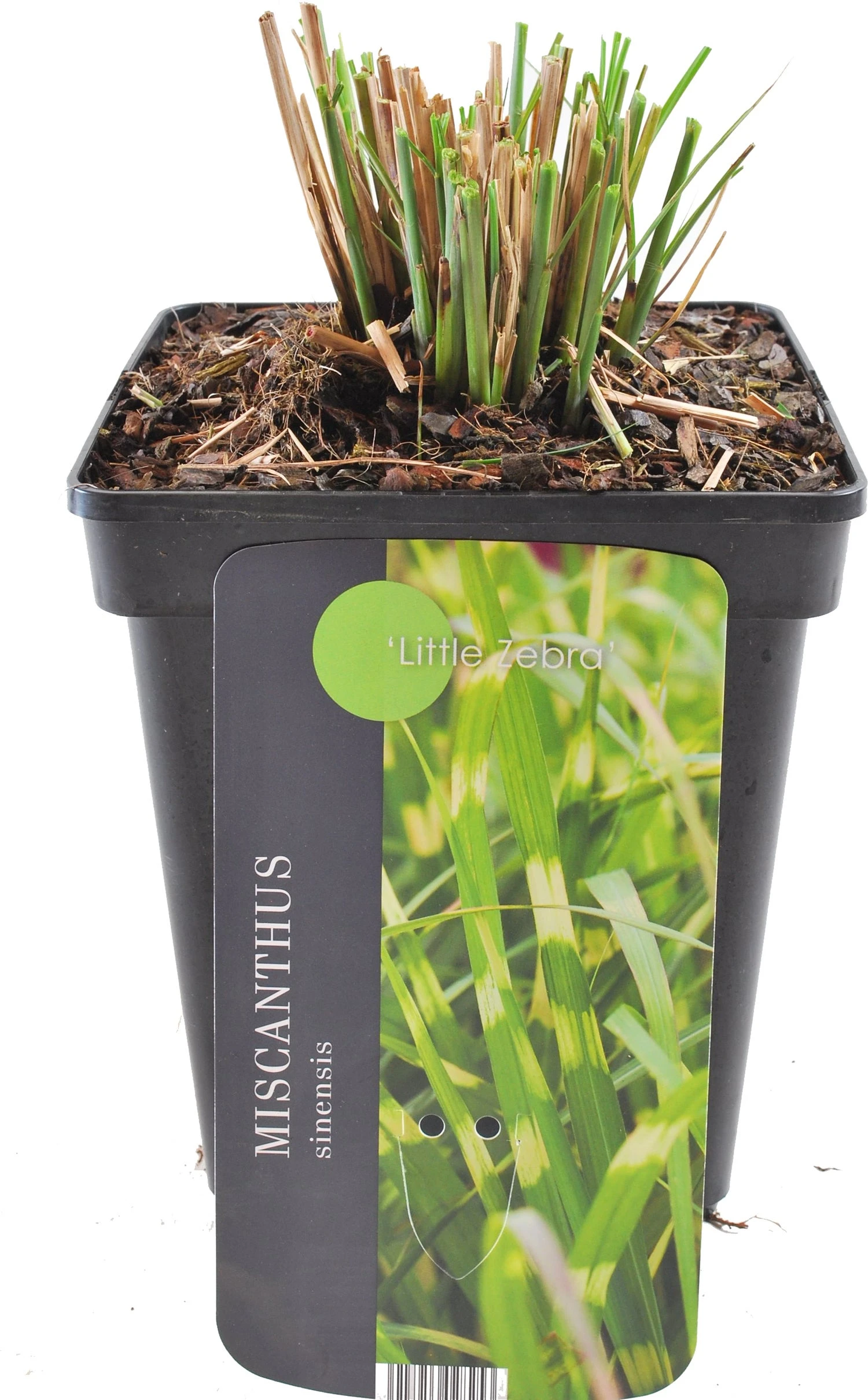 Prachtriet (Miscanthus Sinensis 'Little Zebra') D 23 H 35 Cm 1 Prachtriet (Miscanthus Sinensis 'Little Zebra') D 23 H 35 Cm