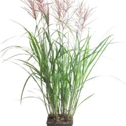 Chinees Riet (Miscanthus Sinensis ‘Vulcano’) D 23 H 80 Cm