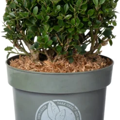Japanse Hulst In Bolvorm (Ilex Crenata 'Dark Green') D 17 H 15 Cm