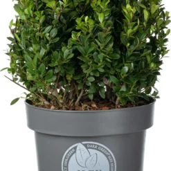 Japanse Hulst In Bolvorm (Ilex Crenata 'Dark Green') D 23 H 25 Cm