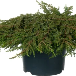 Jeneverbes (Juniperus Communis 'Green Carpet') D 23 H 25 Cm