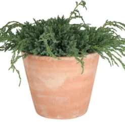 Jeneverbes (Juniperus Squamata 'Blue Carpet') D 23 H 35 Cm