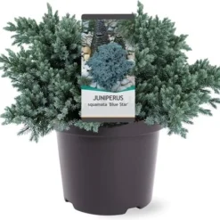 Jeneverbes (Juniperus Squamata 'Blue Star') D 23 H 30 Cm