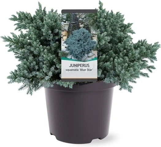 Jeneverbes (Juniperus Squamata 'Blue Star') D 23 H 30 Cm 1 Jeneverbes (Juniperus Squamata 'Blue Star') D 23 H 30 Cm