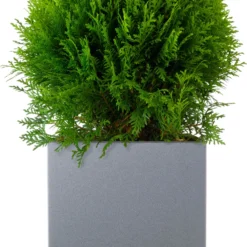 Levensboom (Thuja Occidentalis 'Danica') D 23 H 30 Cm