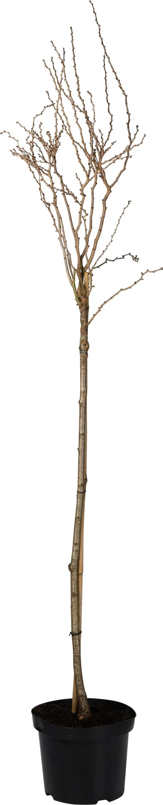 Fujikers Op Stam (Prunus Incisa 'Kojou-no-mai') D 27 H 90 Cm 1 Fujikers Op Stam (Prunus Incisa 'Kojou-no-mai') D 27 H 90 Cm
