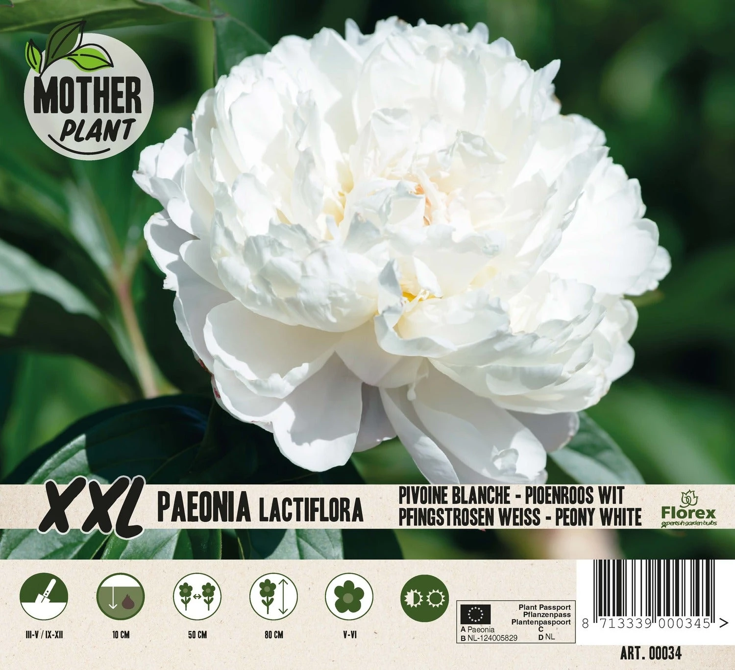 Florex Moederplant Pioenroos (Paeonia) Wit 1 Florex Moederplant Pioenroos (Paeonia) Wit