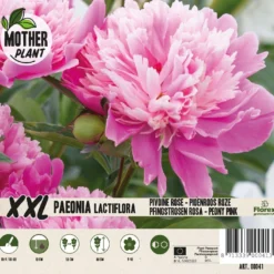 Florex Moederplant Pioenroos (Paeonia) Roze