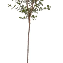 Dwergsering Op Stam (Syringa Meyeri 'Palibin') D 27 H 140 Cm