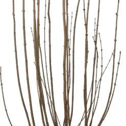 Dwergsering (Syringa 'Tinkerbelle') D 32 H 100 Cm