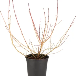 Kornoelje (Cornus Sanguinea 'Midwinter Fire') D 24 H 60 Cm