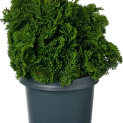 Dwergcipres (Chamaecyparis Obtusa 'Nana Gracilis') D 23 H 30 Cm