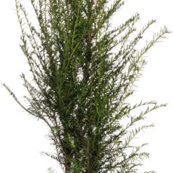 Taxus (Taxus Baccata) D 21 H 60 Cm