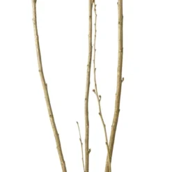 Japanse Sierkers (Prunus Serrulata 'Amanogawa') D 27 H 180 Cm