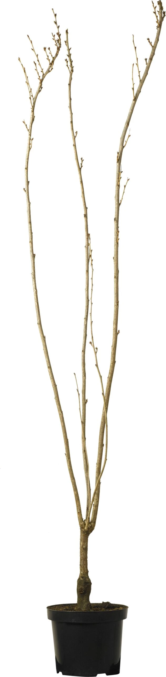 Japanse Sierkers (Prunus Serrulata 'Amanogawa') D 27 H 180 Cm 1 Japanse Sierkers (Prunus Serrulata 'Amanogawa') D 27 H 180 Cm