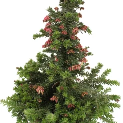 Australische Zilvereik (Grevillea Stenomera 'Red Salento') D 17 H 60 Cm