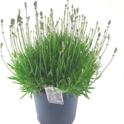 Lavendel (Lavandula Angustifolia 'Hidcote') D 26 H 40 Cm