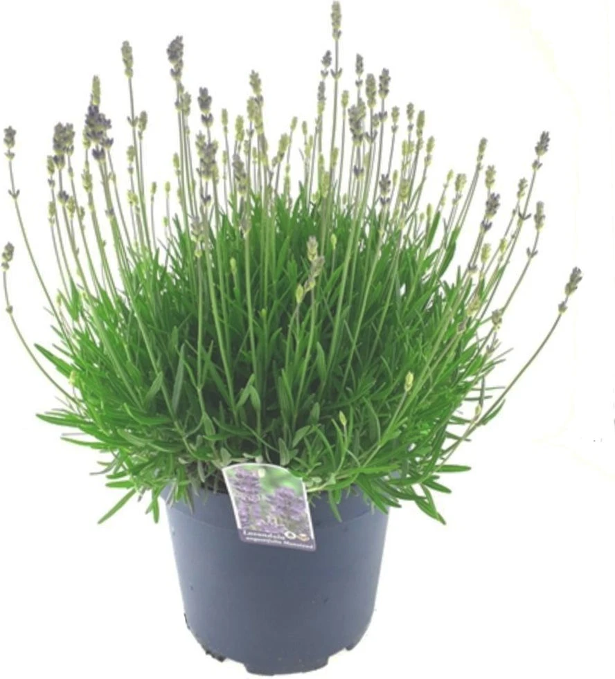 Lavendel (Lavandula Angustifolia 'Hidcote') D 26 H 40 Cm 1 Lavendel (Lavandula Angustifolia 'Hidcote') D 26 H 40 Cm
