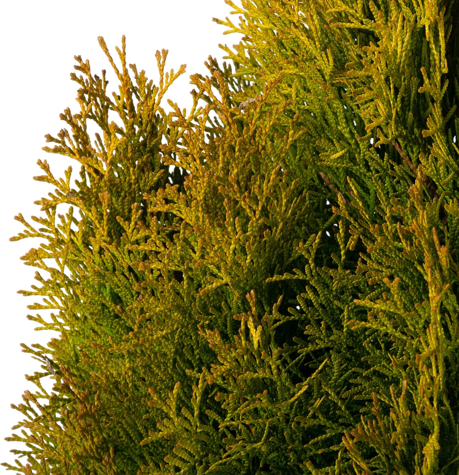 Levensboom (Thuja Occidentalis 'Golden Smaragd') D 23 H 70 Cm 2 Levensboom (Thuja Occidentalis 'Golden Smaragd') D 23 H 70 Cm - Afbeelding 2