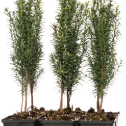 Taxus (Taxus Baccata) D 9 H 30 Cm