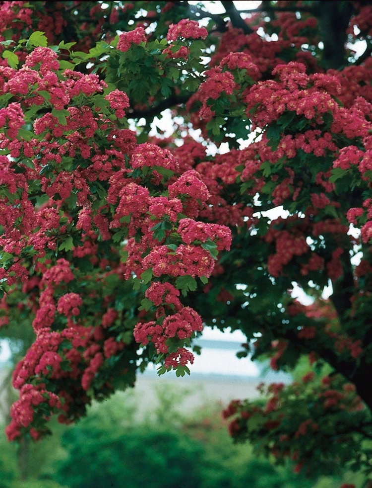 Rode Meidoorn (Crataegus Laevigata 'Paul's Scarlet') D 32 H 175 Cm 1 Rode Meidoorn (Crataegus Laevigata 'Paul's Scarlet') D 32 H 175 Cm
