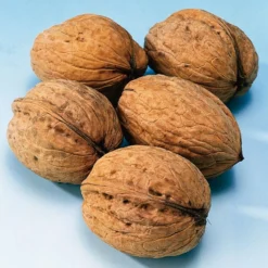 Veredelde Walnoot (Juglans Regia 'Broadview')