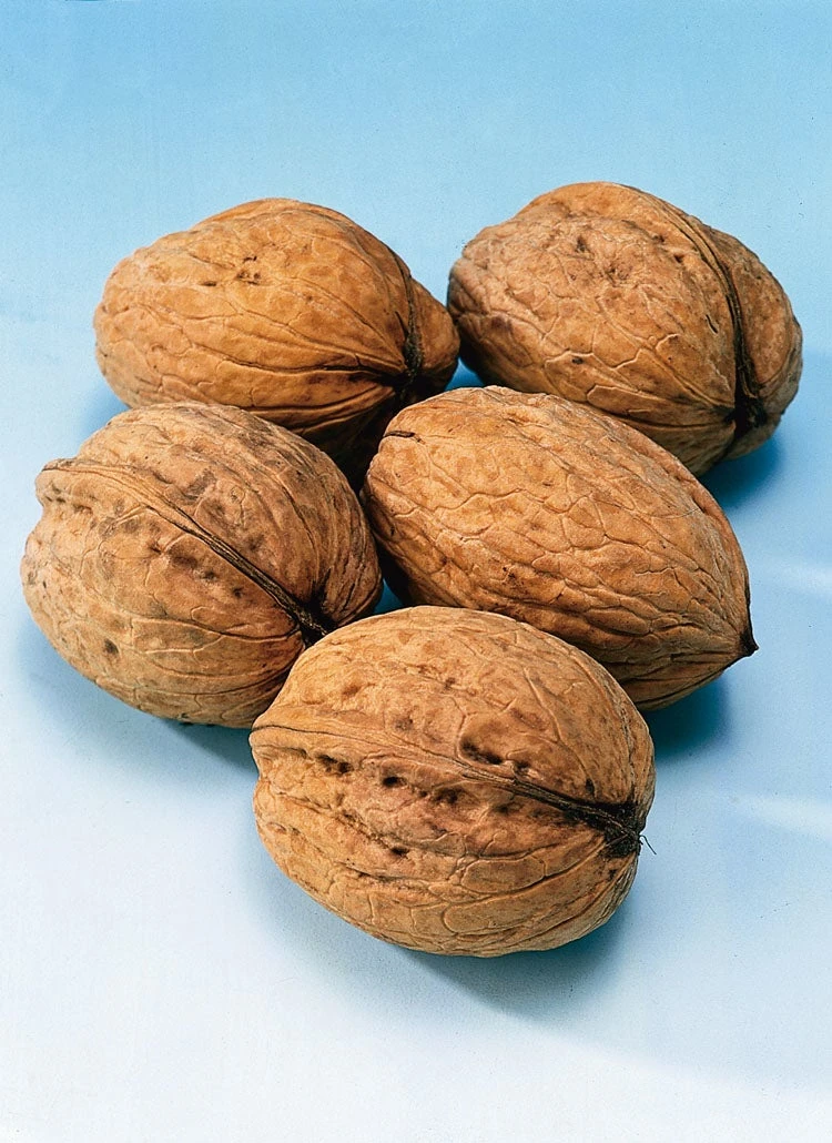 Veredelde Walnoot (Juglans Regia 'Broadview') 1 Veredelde Walnoot (Juglans Regia 'Broadview')