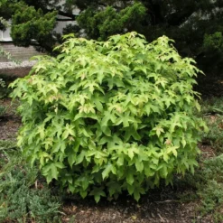 Bol Amberboom (Liquidambar Styr 'Gumball')