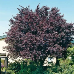 Kerspruim (Prunus Cerasifera 'Nigra') D 32 H 250 Cm