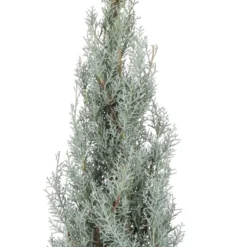 Arizona Cipres Op Stam (Cupressus Arizonica 'Glauca') D 26 H 100 Cm