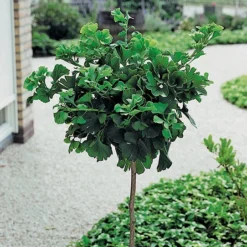 Japanse Notenboom (Ginkgo Biloba 'Mariken') D 32 H 150 Cm