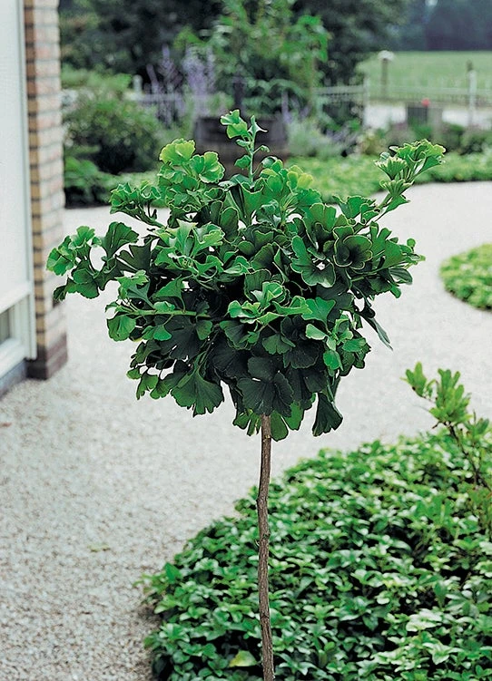 Japanse Notenboom (Ginkgo Biloba 'Mariken') D 32 H 150 Cm 1 Japanse Notenboom (Ginkgo Biloba 'Mariken') D 32 H 150 Cm
