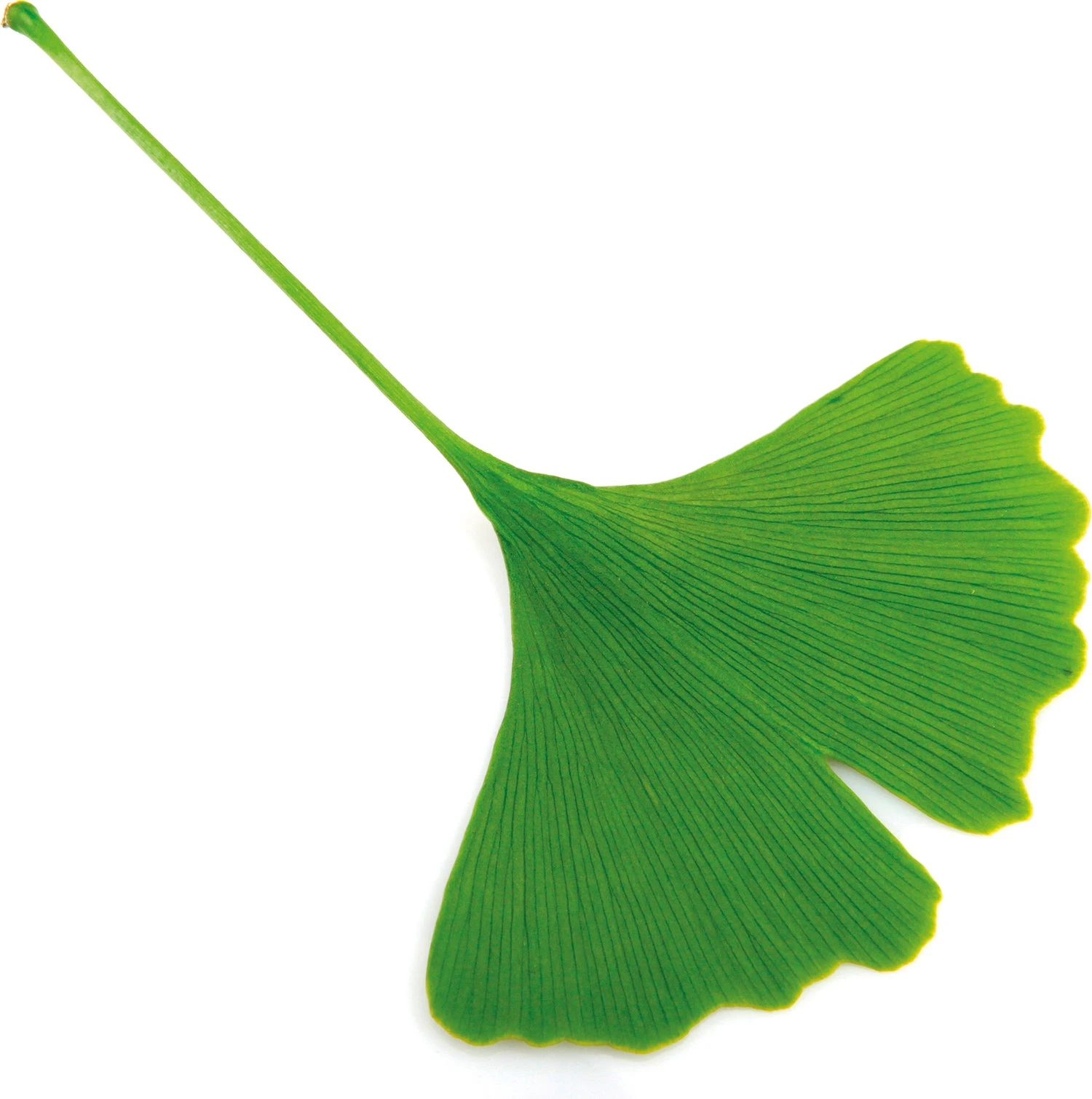 Japanse Notenboom (Ginkgo Biloba 'Mariken') D 32 H 150 Cm 2 Japanse Notenboom (Ginkgo Biloba 'Mariken') D 32 H 150 Cm - Afbeelding 2