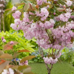Japanse Sierkers (Prunus Serrulatata 'Kanzan') D 28 H 120 Cm