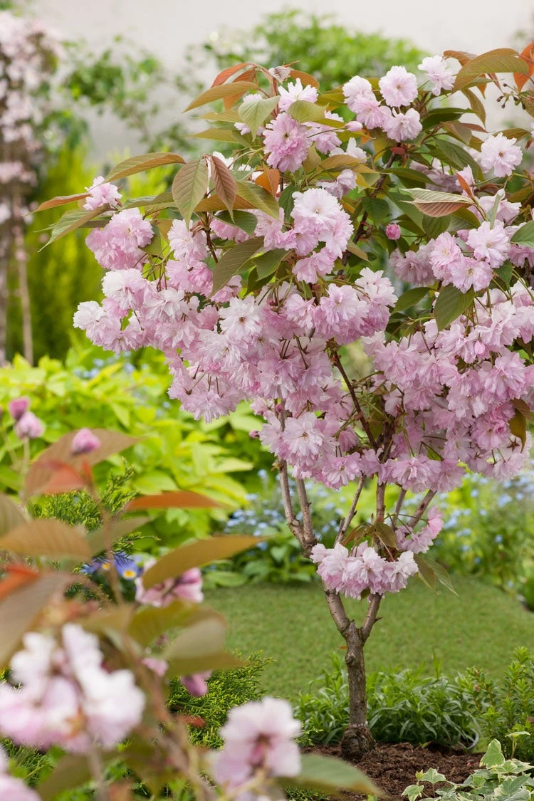 Japanse Sierkers (Prunus Serrulatata 'Kanzan') D 28 H 120 Cm 1 Japanse Sierkers (Prunus Serrulatata 'Kanzan') D 28 H 120 Cm