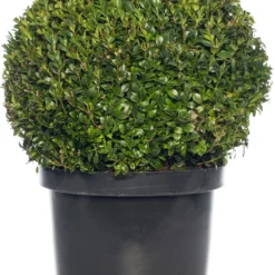 Buxus Bolvorm (Buxus Sempervirens) D 30 H 35 Cm