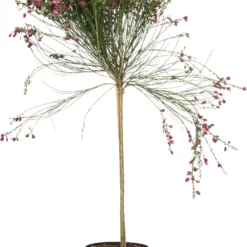 Brem (Cytisus Scoparius Killiney Red)