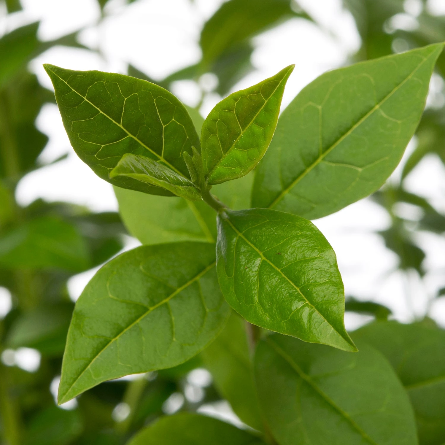 Liguster (Ligustrum Ovalifolium) D 23 H 40 Cm 10 Stuks 1 Liguster (Ligustrum Ovalifolium) D 23 H 40 Cm 10 Stuks