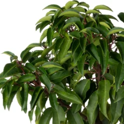 Portugese Laurier (Prunus Lusitanica 'Angustifolia') D 30 H 80 Cm