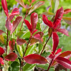 Bonte Glansmispel (Photinia Fraseri Pink Marble)