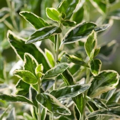 Kardinaalsmuts Op Stam (Euonymus Japonicus 'Bravo') D 30 H 120 Cm