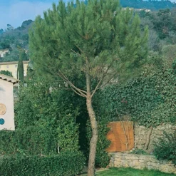 Parasolden (Pinus Pinea)