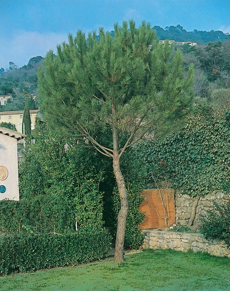 Parasolden (Pinus Pinea) 1 Parasolden (Pinus Pinea)