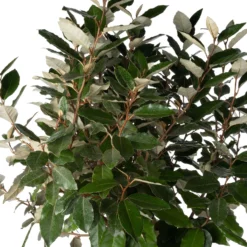 Olijfwilg (Elaeagnus Ebbingei) D 30 H 140 Cm