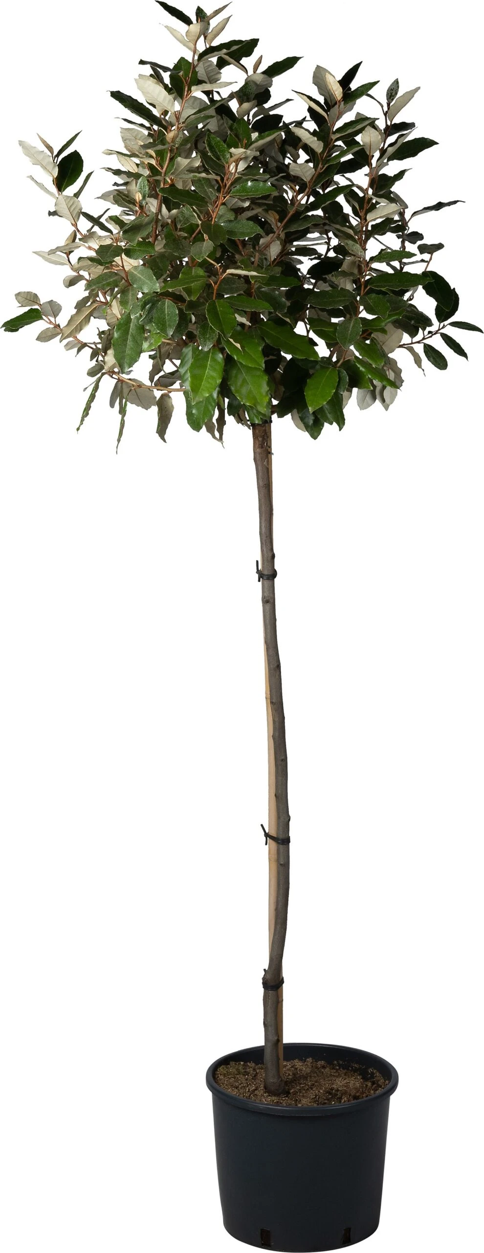 Olijfwilg (Elaeagnus Ebbingei) D 30 H 140 Cm 2 Olijfwilg (Elaeagnus Ebbingei) D 30 H 140 Cm - Afbeelding 2