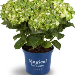 Hortensia (Hydrangea Macrophylla 'Magical Noblesse') D 20 H 25 Cm