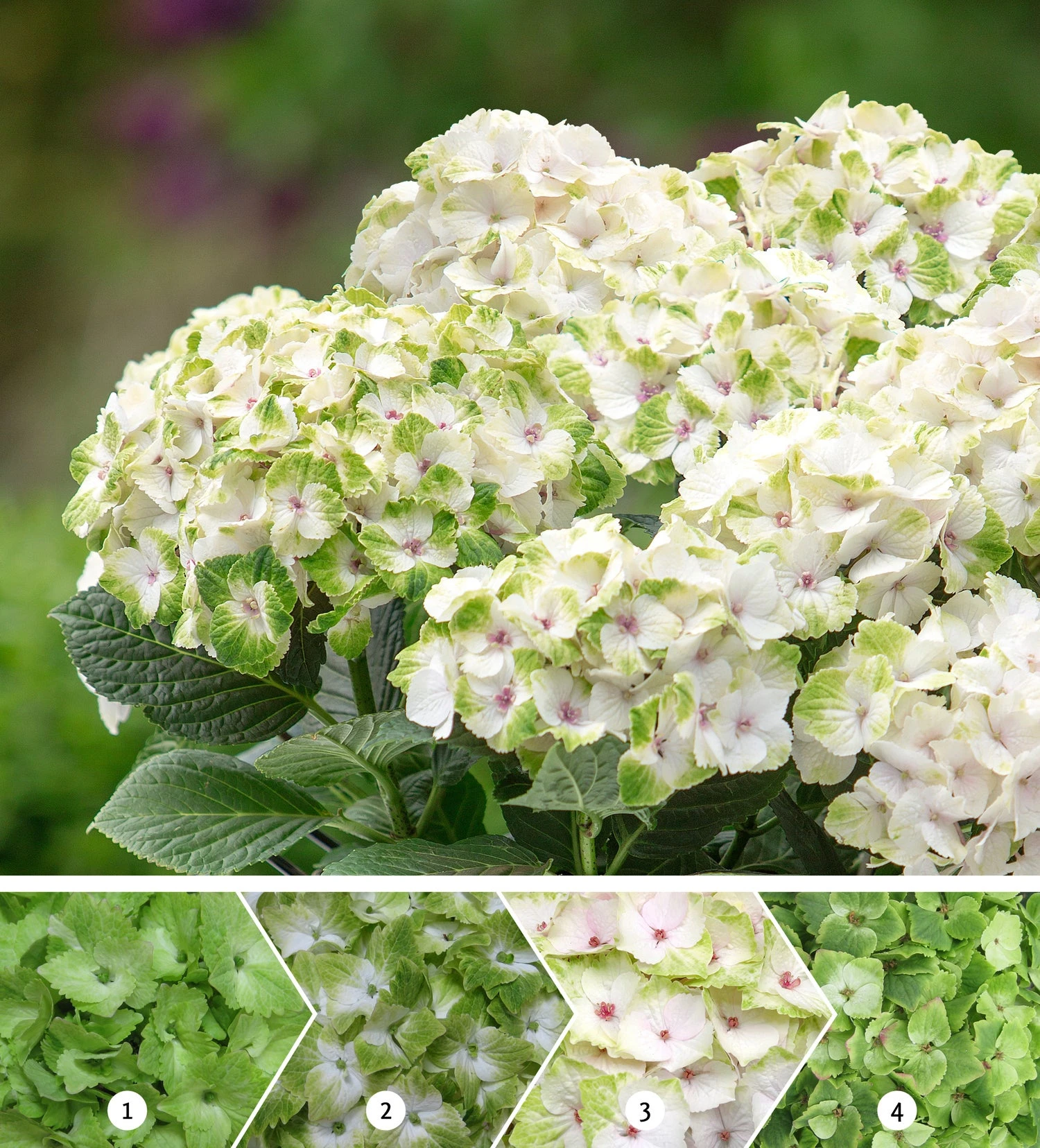 Hortensia (Hydrangea Macrophylla 'Magical Noblesse') D 20 H 25 Cm 2 Hortensia (Hydrangea Macrophylla 'Magical Noblesse') D 20 H 25 Cm - Afbeelding 2