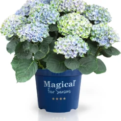 Hortensia (Hydrangea Macrophylla 'Magical Revolution') D 20 H 25 Cm